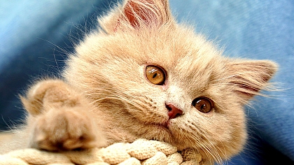 Image Enhancer