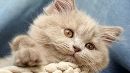 Image Enhancer